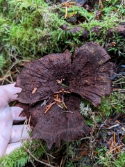 Thelephora terrestris