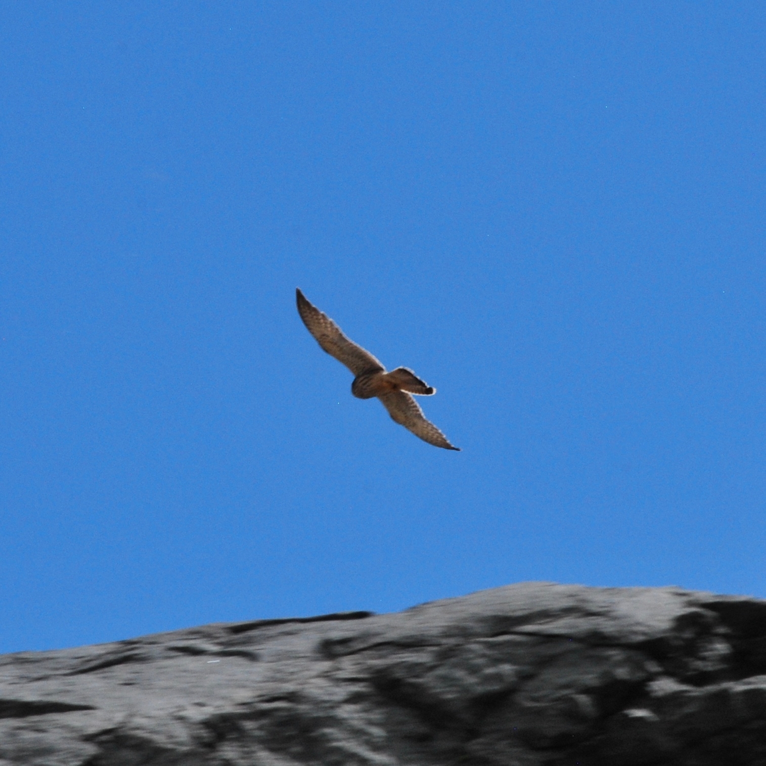 Common Kestrel
