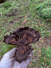 Thelephora terrestris
