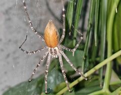 Euprosthenops