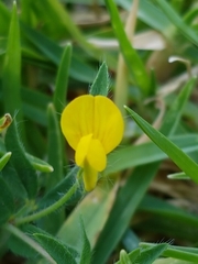 Lotus suaveolens