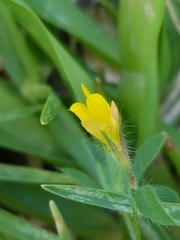 Lotus suaveolens