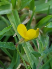 Lotus suaveolens