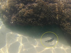 Microspathodon dorsalis