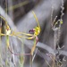 Caladenia necrophylla - Photo (c) Margaret Alcorn, some rights reserved (CC BY-NC), uploaded by Margaret Alcorn