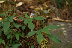 Strobilanthes formosana