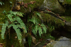Polystichum hancockii