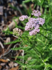 Achillea