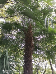 Trachycarpus fortunei