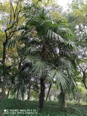 Trachycarpus fortunei