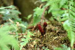 Balanophora laxiflora