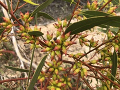 Eucalyptus socialis