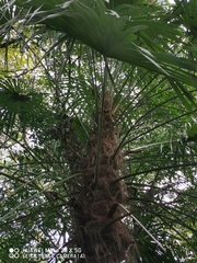 Trachycarpus fortunei