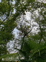 Trachycarpus fortunei