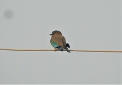 Coracias benghalensis