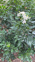 Murraya paniculata