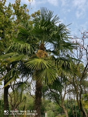 Trachycarpus fortunei