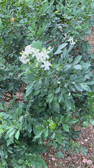 Murraya paniculata