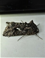 Ctenoplusia limbirena