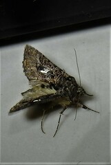 Ctenoplusia limbirena