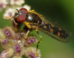Platycheirus