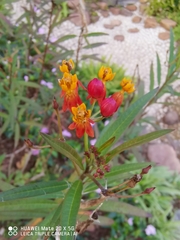 Asclepias curassavica