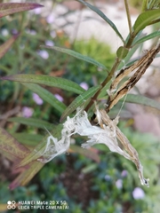 Asclepias curassavica