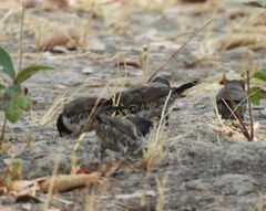 Spermestes cucullata