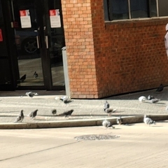 Columba livia domestica