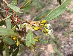 Eucalyptus calycogona
