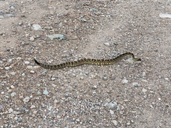 Crotalus molossus