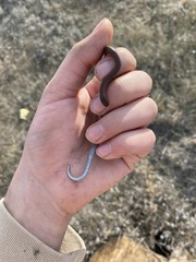 Contia tenuis