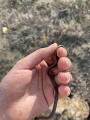 Contia tenuis