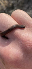 Contia tenuis