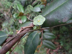 Matelea variifolia