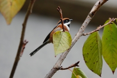 Aegithalos concinnus