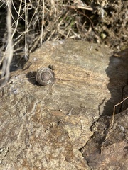 Helminthoglypta
