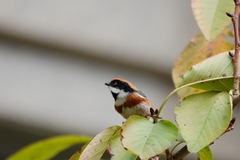 Aegithalos concinnus