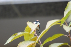 Aegithalos concinnus