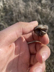 Helminthoglypta