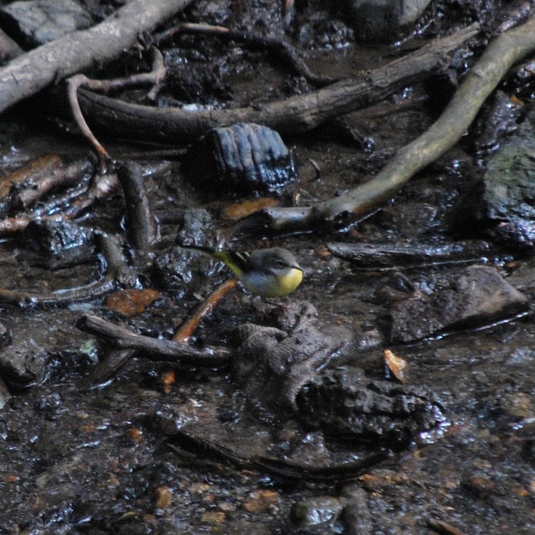 Grey Wagtail