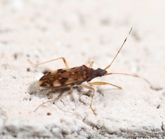 Ozophora picturata