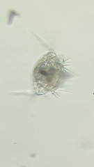 Copepoda