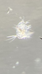 Copepoda