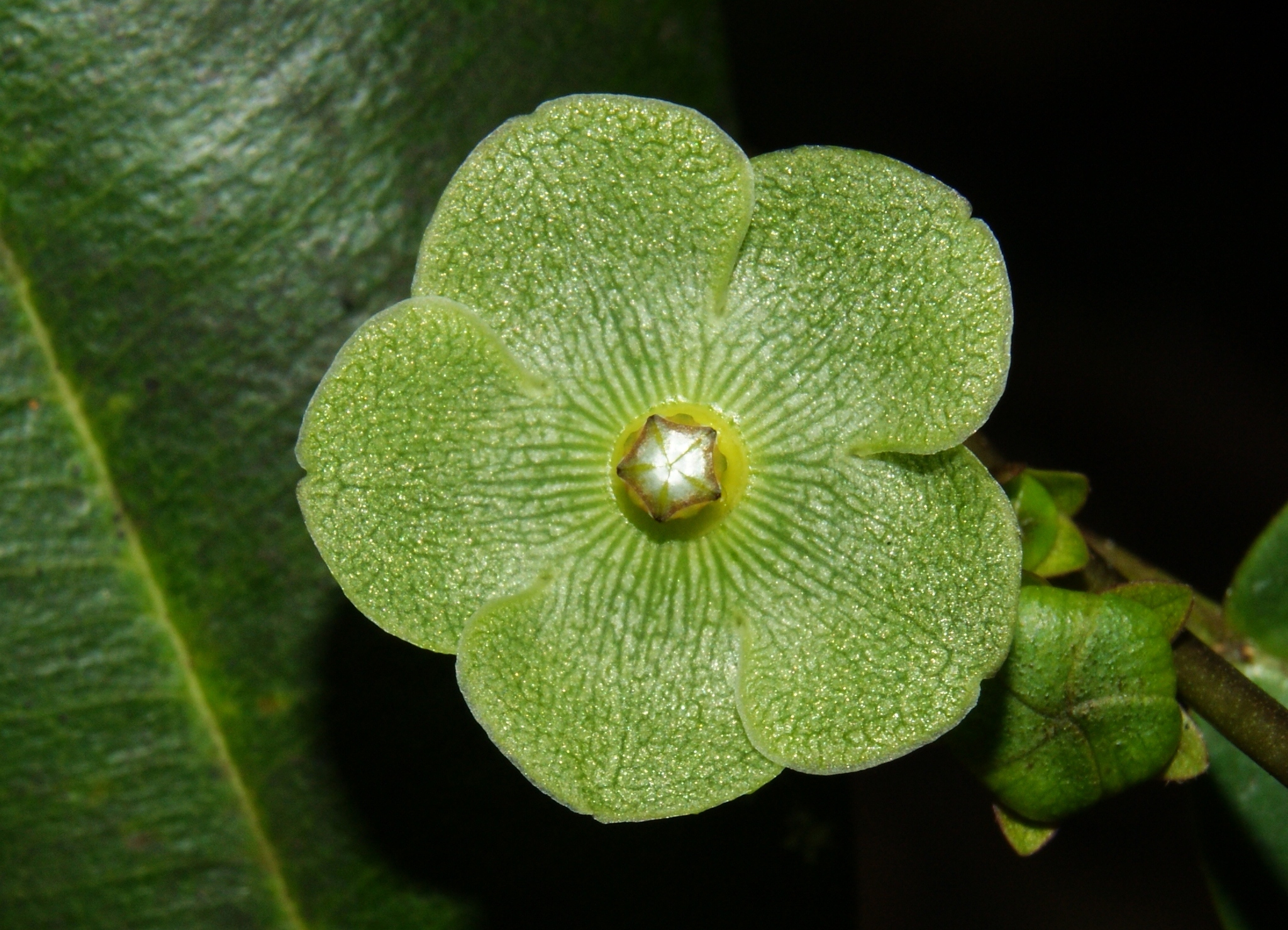 Matelea variifolia