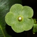 Matelea variifolia - Photo (c) Jose Alicea, algunos derechos reservados (CC BY-NC), subido por Jose Alicea