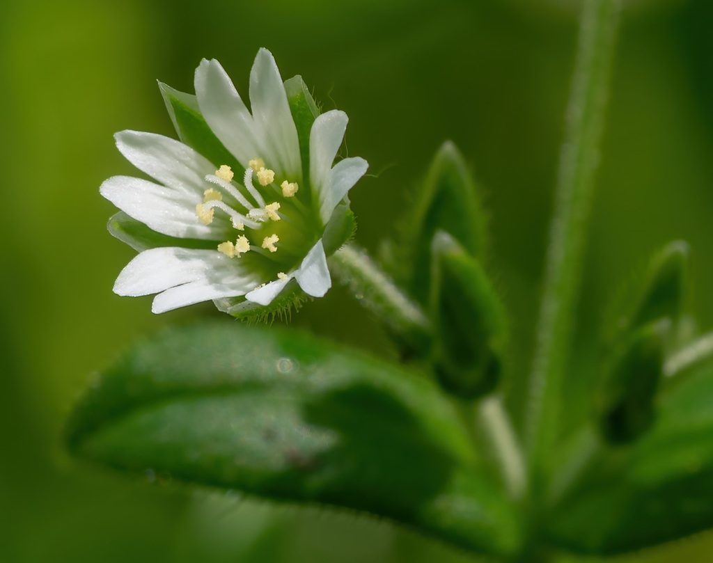 Cerastium fontanum (Cerastium fontanum)