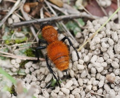 Dasymutilla bioculata