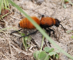 Dasymutilla bioculata