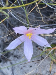 Gethyllis transkarooica